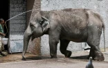 L'éléphante Sofia est aspergée d'eau par un employé, au zoo de Rome le 28 juin 2022, pour supporter la canicule