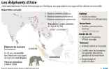 Les éléphants d'Asie