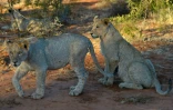 Des lions dans la réserve de Selenkay, au Kenya, le 11 septembre 2016