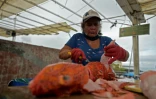 Maria Sabando prépare des poissons dans le port de l'île de Santa Cruz, le 16 avril 2021 aux Galapagos