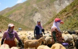 Des femmes kurdes traient leurs moutons dans les montagnes de la province de Hakkari, au sud-est de la Turquie, le 12 juillet 2025