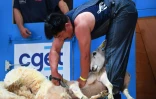 Le Japonais Shing Sakai tond un mouton Ă Le Dorat en Haute-Vienne le 4 juillet 2019