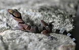Un gecko photographié dans une chambre d'hôtel de Phnom Proek, dans la province de Battambang, au Cambodge, le 22 juillet 2025