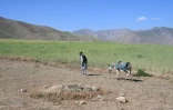 Muhammad Amin marche avec son âne dans la zone de Shiwa, en Afghanistan, le 28 juillet 2026