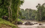 Un troupeau d'éléphants sauvages de Bornéo traverse la rivière Kinabatangan à Sukau, dans l'Etat de Sabah, le 25 août 2026 en Malaisie
