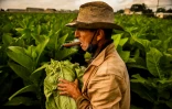 Un homme récolte des feuilles de tabac dans une plantation de Viñales, dans la province de Pinar del Rio, à Cuba, le 18 janvier 2022