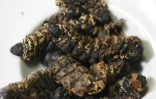 Des mopane, grosses chenilles de papillon qui constituent une importante source de protéines en Afrique du Sud, sont proposées aux visiteurs du Musée de la nourriture dégoûtante qui a ouvert dimanche à Los Angeles