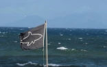 Un drapeau met en garde surfeurs et baigneurs contre la présence de requins sur une plage du Cap, en Afrique du Sud, en novembre 2020