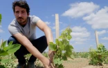 Julien Brustis, oenologue de la "Winerie Parisienne" inspecte une jeune vigne à Davron dans les Yvelines, le 4 juillet 2017 