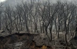 Des arbres carbonisés d'une forêt de Kabylie, en Algérie, le 10 août 2021
