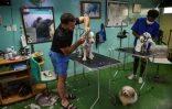 Des chiens se font toiletter au salon canin Don Silver, le 1e octobre 2020 à La Havane, à Cuba
