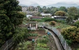 Potagers dans la banlieue de Hong Kong, le 18 mars 2020