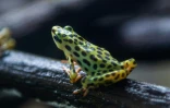 Une grenouille "arlequin" (Atelopus) au centre de recherches Jambatu, le 9 novembre 2020 à San Rafael, en Equateur