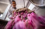 L'huile essentielle de roses de Damas est vendue au Maroc jusqu'Ă 15.000 euros le kilo