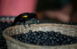 Un oiseau picore des baies d'acai le 11 juin 2020 au Brésil