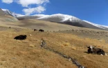 Un troupeau de yaks paissent dans le corridor de Wakhan, le 8 octobre 2017 dans l'extrémité nord-est de l'Afghanistan