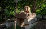 Des lions dans un enclos du centre Vantara de sauvetage et de conservation de la faune, le 25 septembre 2026 à Jamnaga, en Inde