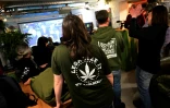 Des membres du personnel du musée du chanvre de Berlin, suivent sur un écran le débat au Bundestag sur la légalisation du cannabis, le 23 février 2024
