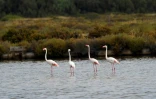 Des flamants roses aux "Vieux-Salins" d'Hyères, le 31 août 2021