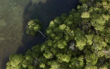 Vue aérienne de la mangrove, près de Morne-à-l'eau, le 18 avril 2023 en Guadeloupe