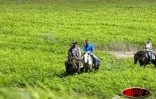 La ferme équestre de Grand Étang propose plusieurs circuits de balades à cheval