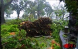 Le cyclone tropical intense Dina s'est abattu sur La Réunion le 22 janvier 2002.