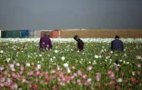 Un champ de pavots dans la province de Kandahar, en avril 2018 en Afghanistan