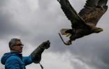 Jacques-Olivier Travers avec l'aigle Fletcher, au centre de réintroduction "Les Aigles du Léman", à Sciez en Haute-Savoie, le 28 mars 2024