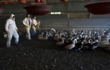 Sébastien Pujos (g) éleveur de canards et ses employés conduisent leurs canards hors du hangar pour procéder à leur abattage suite à un cas de grippe aviaire, à Belloc-Saint-Clamens, le 6 janvier 2017