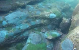 Photographie non datée, transmise par l'University of Technology de Sydney, montrant des coraux blanchis, dans la Baie de Sydney