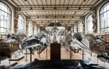 Des squelettes d'animaux dans la galerie d'anatomie comparée du Museum d'Histoire naturelle le 16 novembre 2017