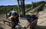 Un ouvrier lors des vendanges du Barbera dans le vignoble d'Agliano Terme, près de la ville d'Asti, dans le nord-ouest de l'Italie, le 21 septembre 2026 