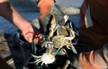 Les pêcheurs d'anguilles Yves Rouge et Jean-Claude Pons déchargent les crabes bleus qu'ils ont récupérés dans leurs filets lors de leur pêche au large de Canet-en-Roussillon, le 18 août 2021