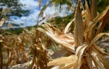 Du maïs séché à San Lorenzo, au Honduras, le 4 septembre 2026