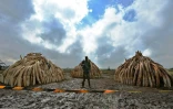 Un membre du Service kényan de la faune (KWS) devant des tas de défenses d'éléphants devant être brûlées, dans le parc national de Nairobi le 28 avril 2016