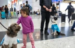 Une enfant caresse Kuki, un chien de thérapie pour réconforter les passagers stressés avant leur embarquement à l'aéroport d'Istanbul, le 3 mai 2024 en Turquie