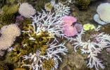 Du corail blanchi ou mort près de l'île Lizard, sur la Grande barrière de corail, en Australie, le 5 avril 2024