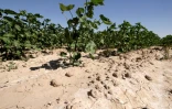 Un champ de coton frappé par la sécheresse, dans la région kazakhe du Turkistan, le 10 juillet 2026