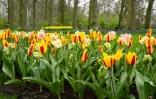 Le jardin de Keukenhof, Ă Lisse, le 21 mars 2024 aux Pays-Bas