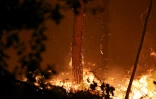 Des braises incandescentes jaillissent d'un tronc d'arbre en feu alors qu'un incendie de forêt fait rage dans la forêt des Landes, à Luglon, dans le sud-ouest de la France, aux premières heures du 14 août 2026