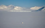 Un ours polaire à Longyearbyen, en Norvège, le 6 avril 2025