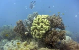 Principale menace pour le corail : le changement climatique