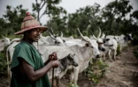 Un éleveur peul Yusuf Ibrahim marche à côté de son troupeau dans une réserve dans l'Etat de Kaduna, le 16 avril 2019