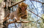 Des singes magot ou macaques de Barbarie, dans une forêt près d'Azrou, dans les montagnes du Moyen Atlas, le 15 avril 2017 au Maroc