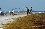 Des touristes sur la plage de Tulum envahie par les sargasses, le 16 mai 2019 au Mexique
