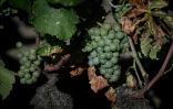 Un vignoble de Pessac-Léognan du Château Picque Caillou, le 2 août 2022 à Mérignac près de Bordeaux