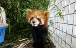 Photo prise par l'ONG Free The Bears le 15 janvier 2018 et obtenue le 7 février par l'AFP d'un des trois pandas roux sauvés des braconniers par l'ONG à Luang Prabang au Laos