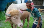 Un gardien brosse le buffle albinos surnommé "Donald Trump" dans une ferme d’élevage à Narayanganj au Bangladesh le 17 mai 2026