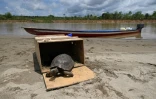 Une tortue relâchée sur les rives du fleuve Putumayo, dans la jungle amazonienne de Puerto Asis, département de Putumayo, en Colombie, le 6 novembre 2021