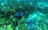 Cette photo prise le 7 mars 2022 montre l'état actuel des coraux sur la Grande Barrière de corail, au large des côtes de l'Etat australien du Queensland (nord-est)